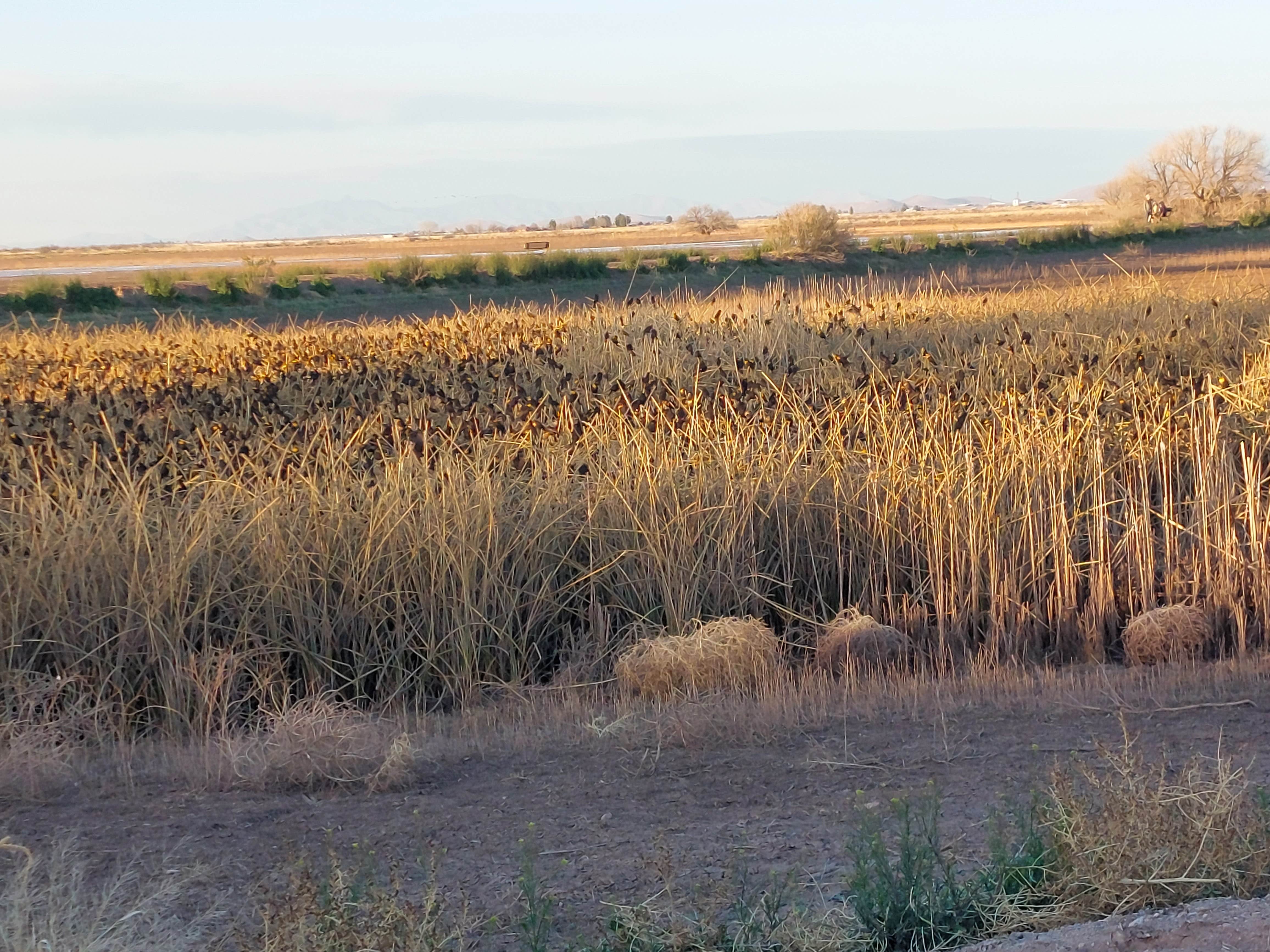 Camper-submitted photo at Whitewater Draw Wildlife Area near Elfrida, AZ
