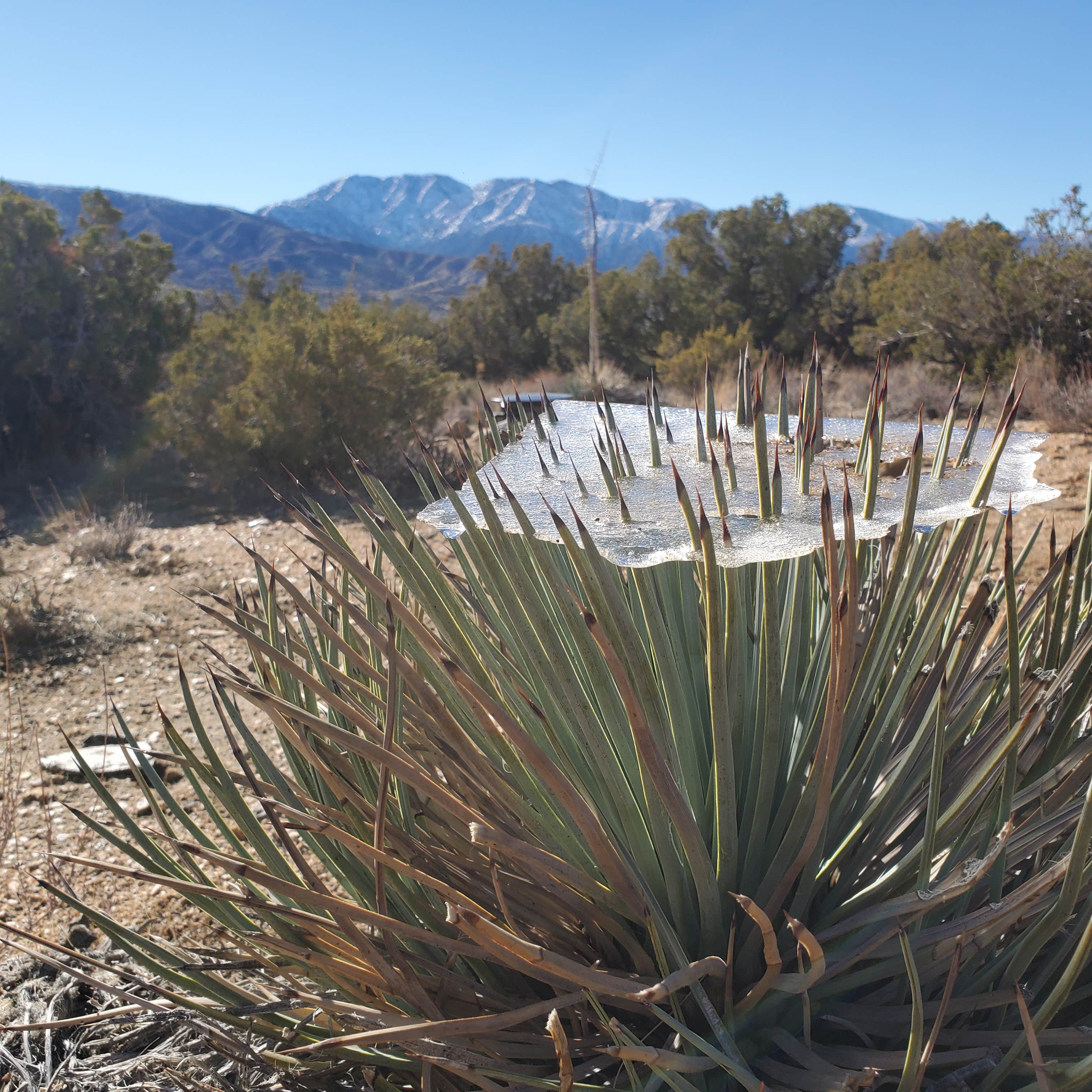 Camper-submitted photo at High Desert Hideout near Yucca Valley, CA