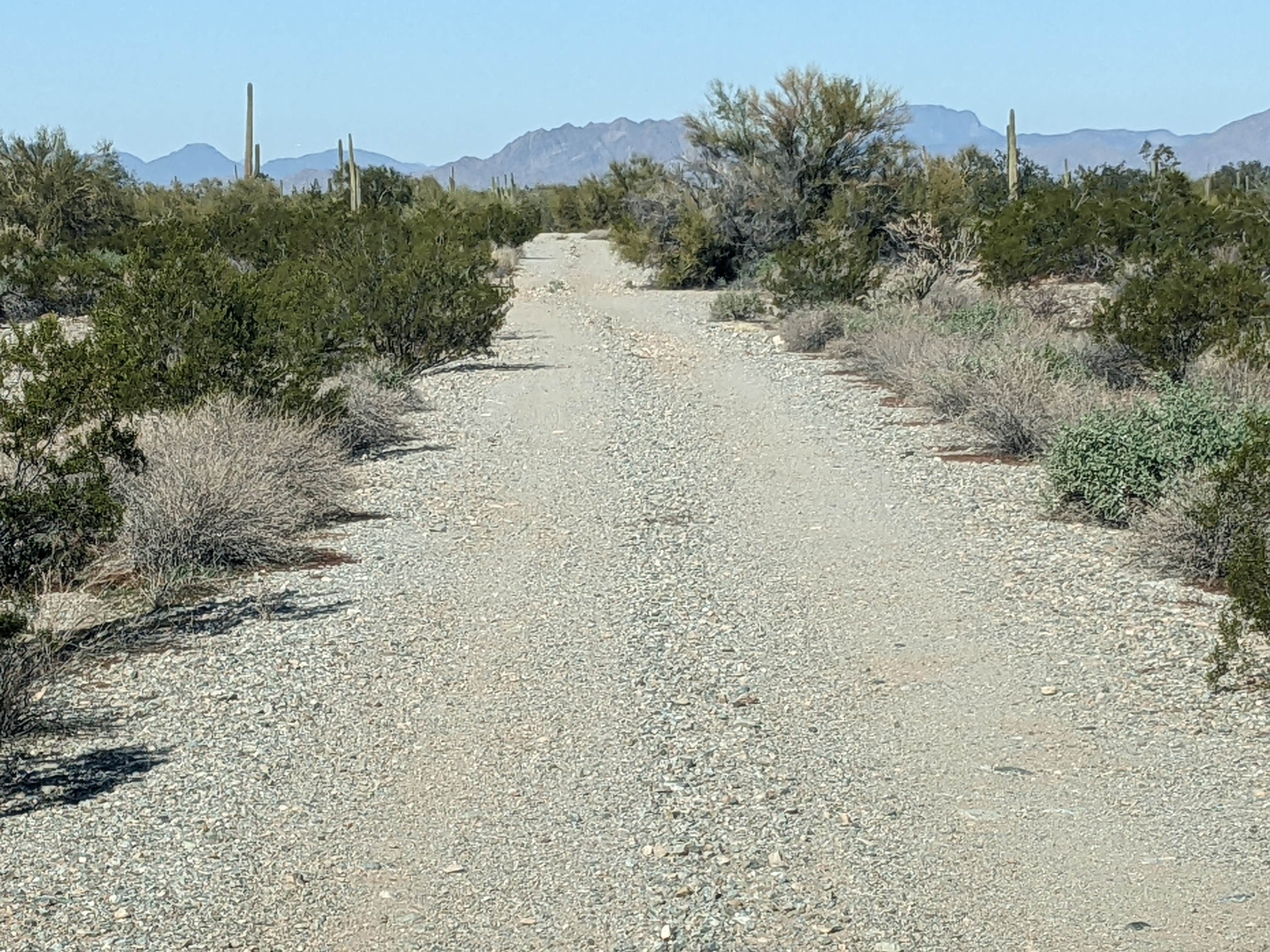 Camper-submitted photo at BLM Sonoran Desert National Monument - BLM road #8032 access near Ajo, AZ