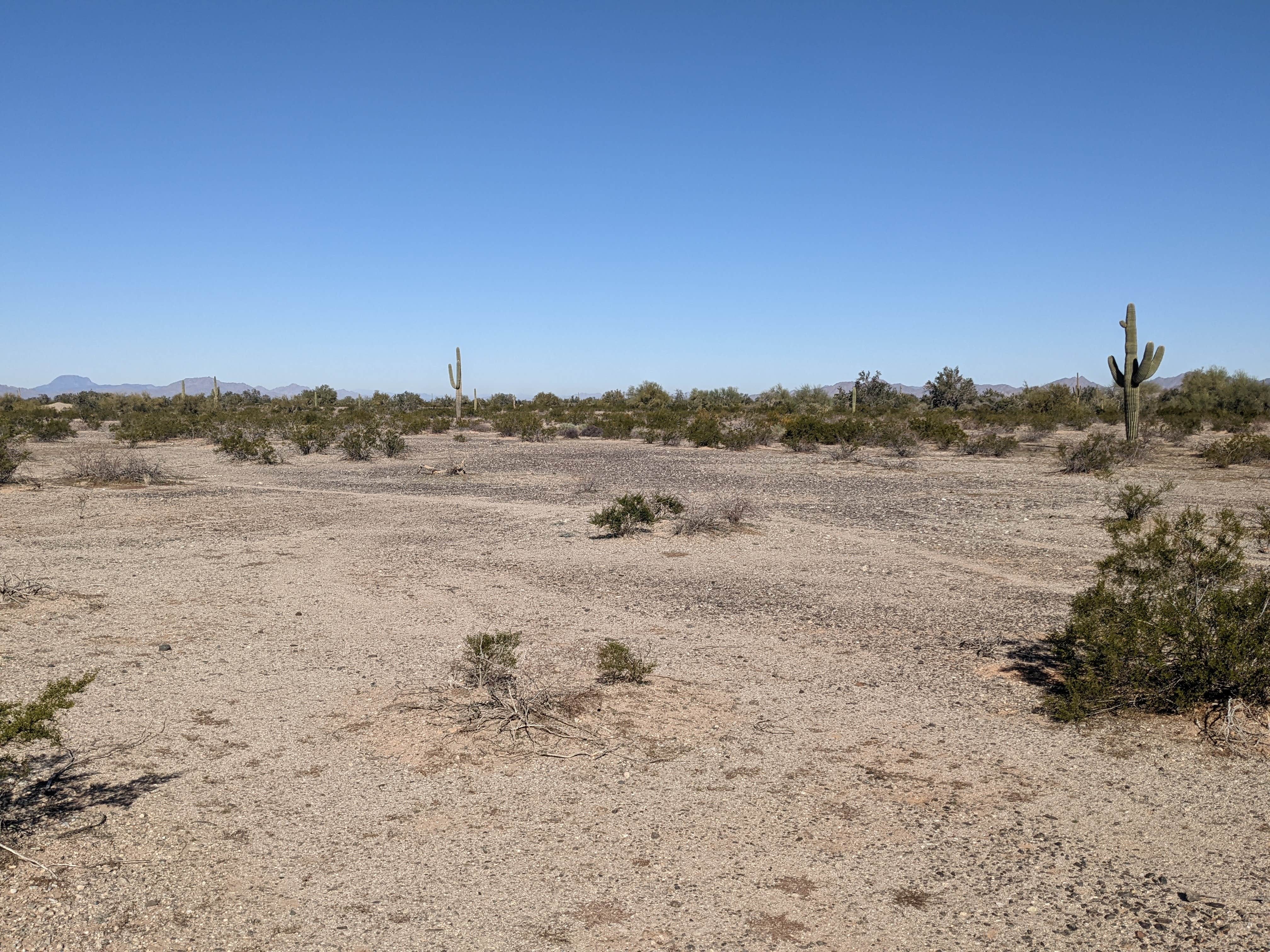 Camper-submitted photo at BLM Sonoran Desert National Monument - BLM road #8032 access near Ajo, AZ