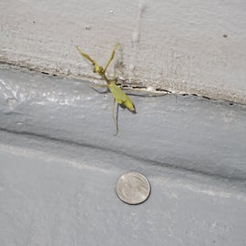 Just a praying mantis I found in the bathroom. quarter for scale
