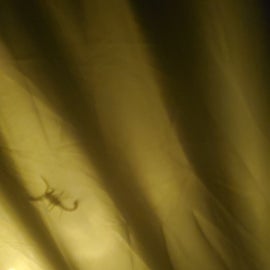 Baby scorpion on the outside of my tent.