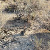 Review photo of Blair Valley Primitive Campground — Anza-Borrego Desert State Park by Anna Z., January 29, 2022