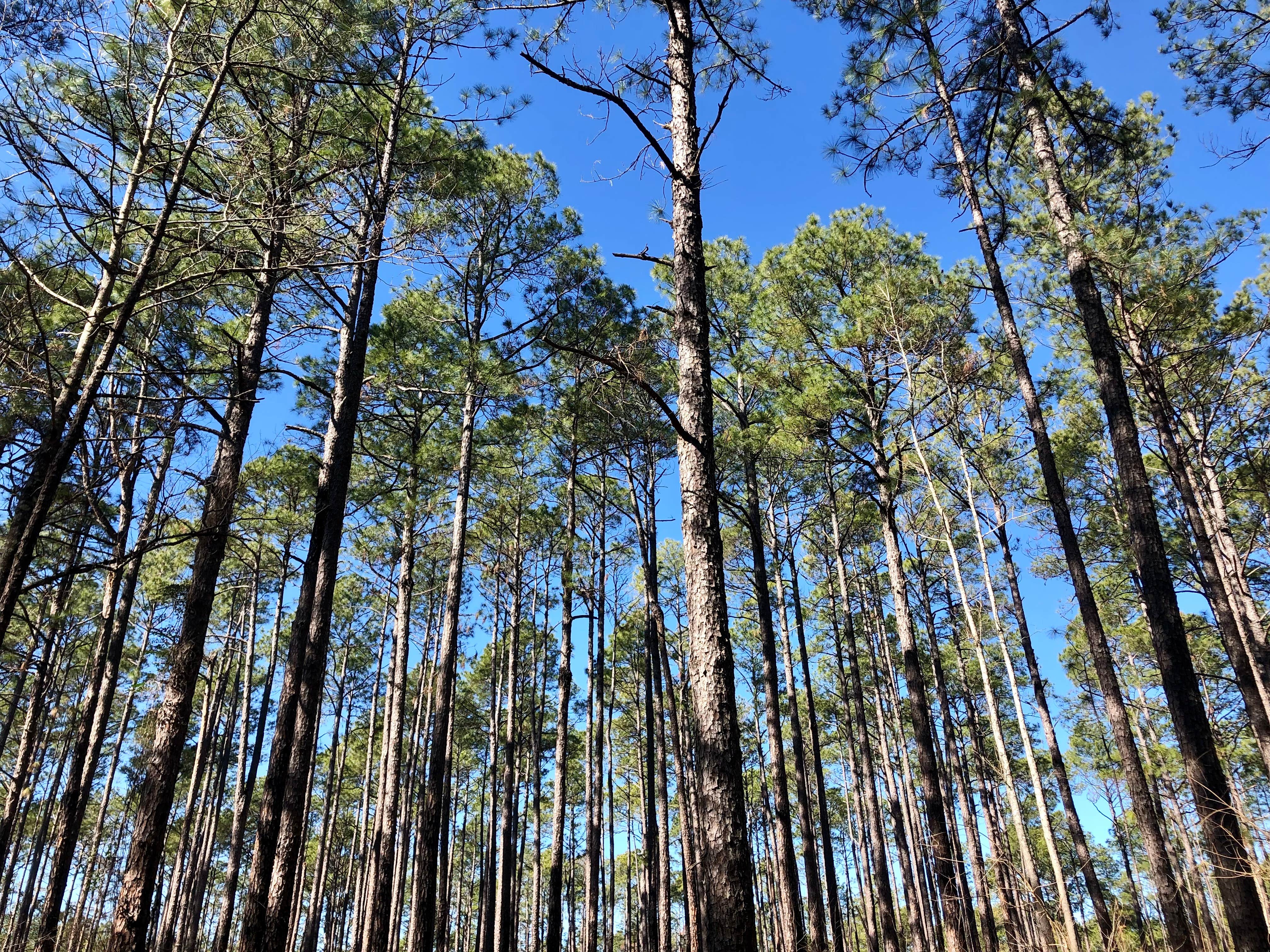 Camping near Kisatchie National Forest Boy Scout Camp: Loran Site Complex, Forest Hill, Louisiana
