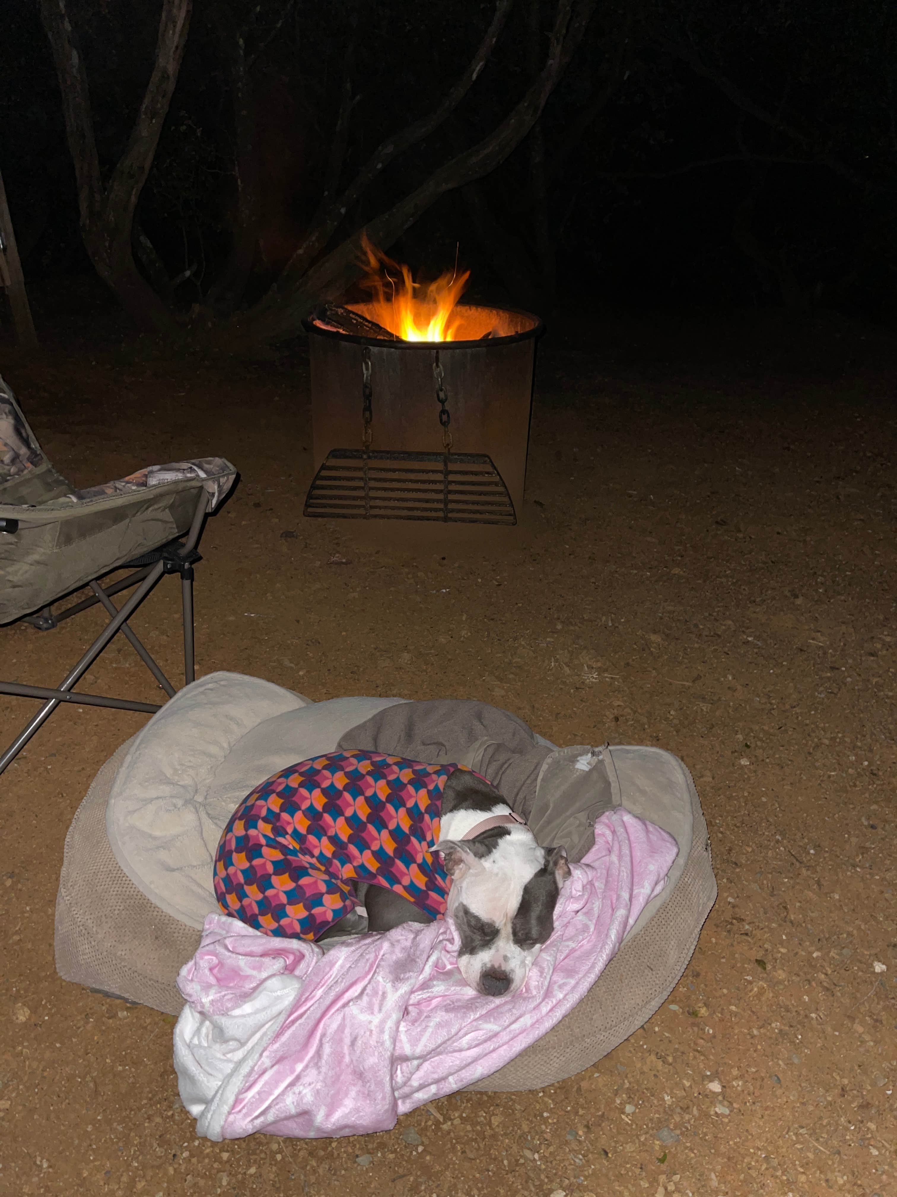 Rob R.'s photo of camping with pets at Live Oak Campground — Mount Diablo State Park Campground near Vacaville, CA
