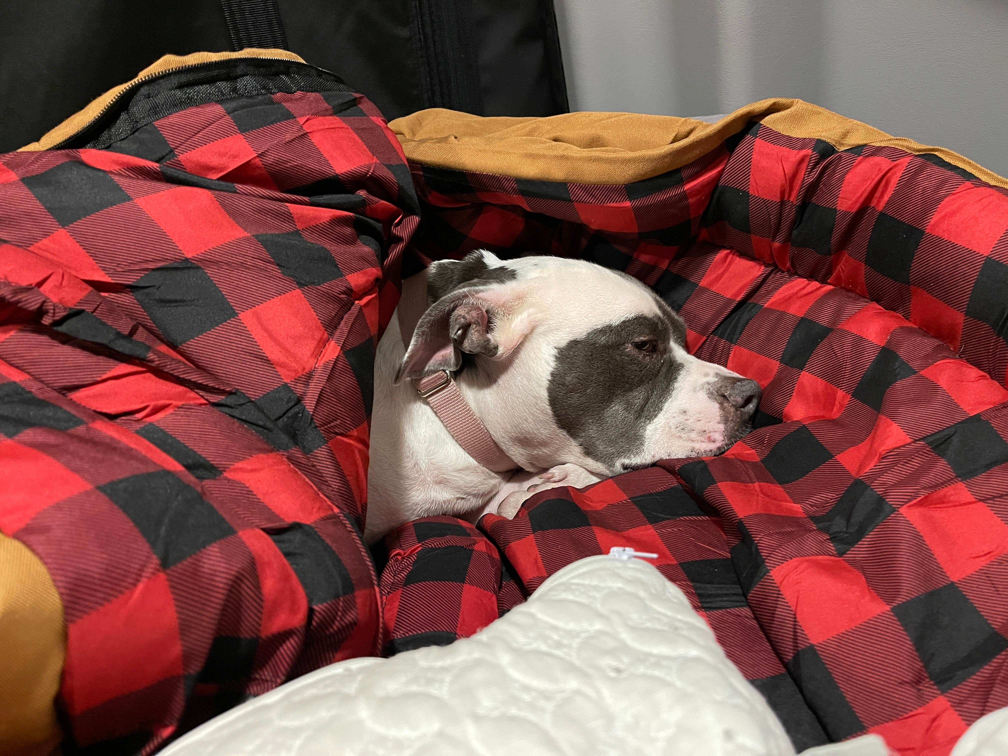 Rob R.'s photo of camping with pets at Live Oak Campground — Mount Diablo State Park Campground near Belmont, CA