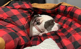 Rob R.'s photo of camping with pets at Live Oak Campground — Mount Diablo State Park Campground near Vacaville, CA