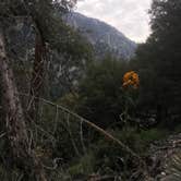 Review photo of San Gorgonio Summit Camp by Katarina A., July 9, 2018