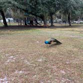 Review photo of Magnolia Park Campground by Jennifer B., January 30, 2022