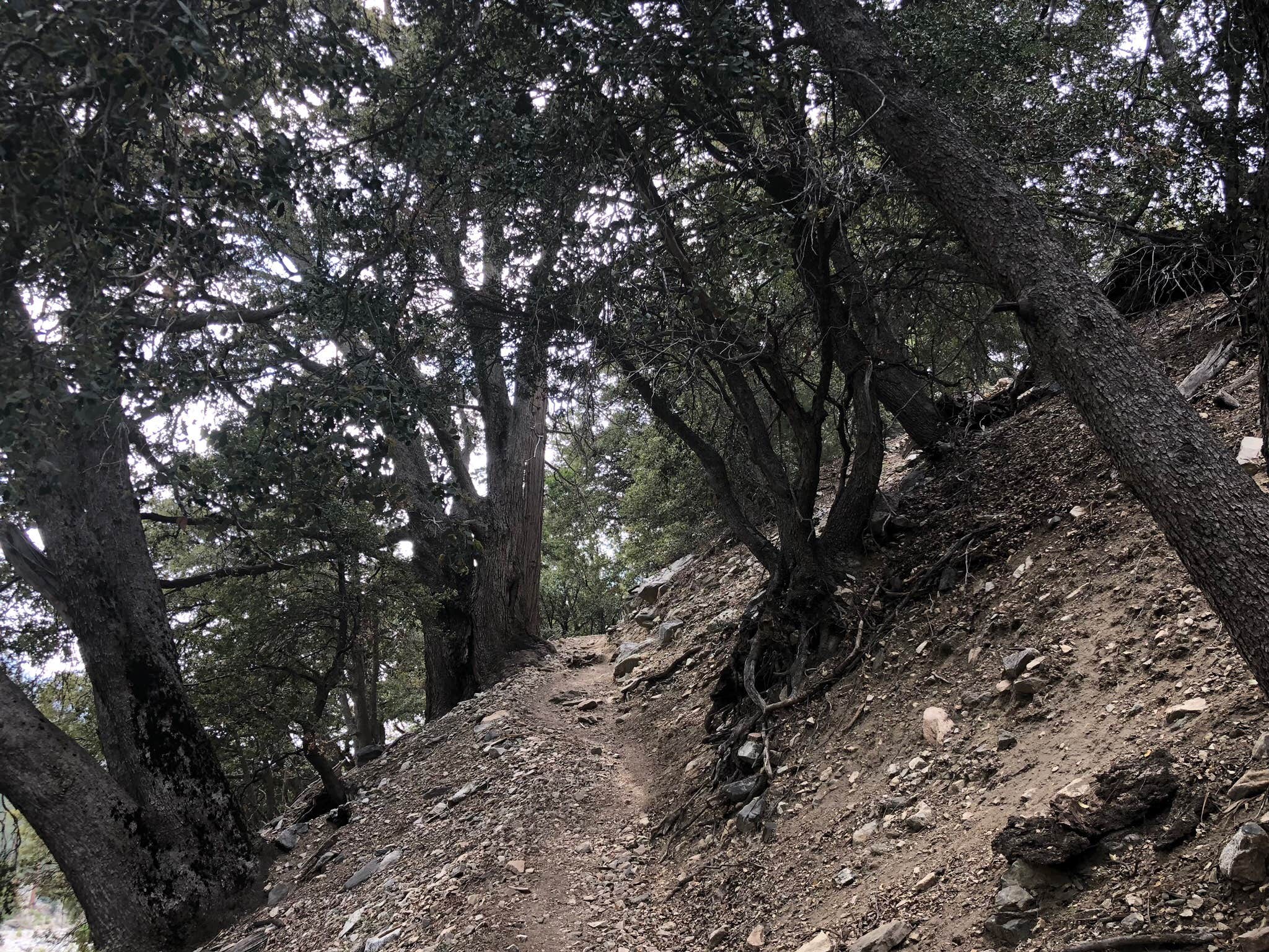 Camper submitted image from San Gorgonio Summit Camp - 3