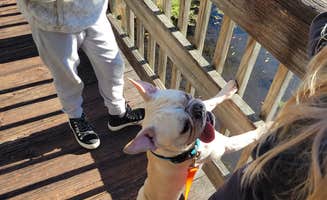 Thomas's photo of camping with pets at Magnolia Springs State Park Campground near Hampton, SC