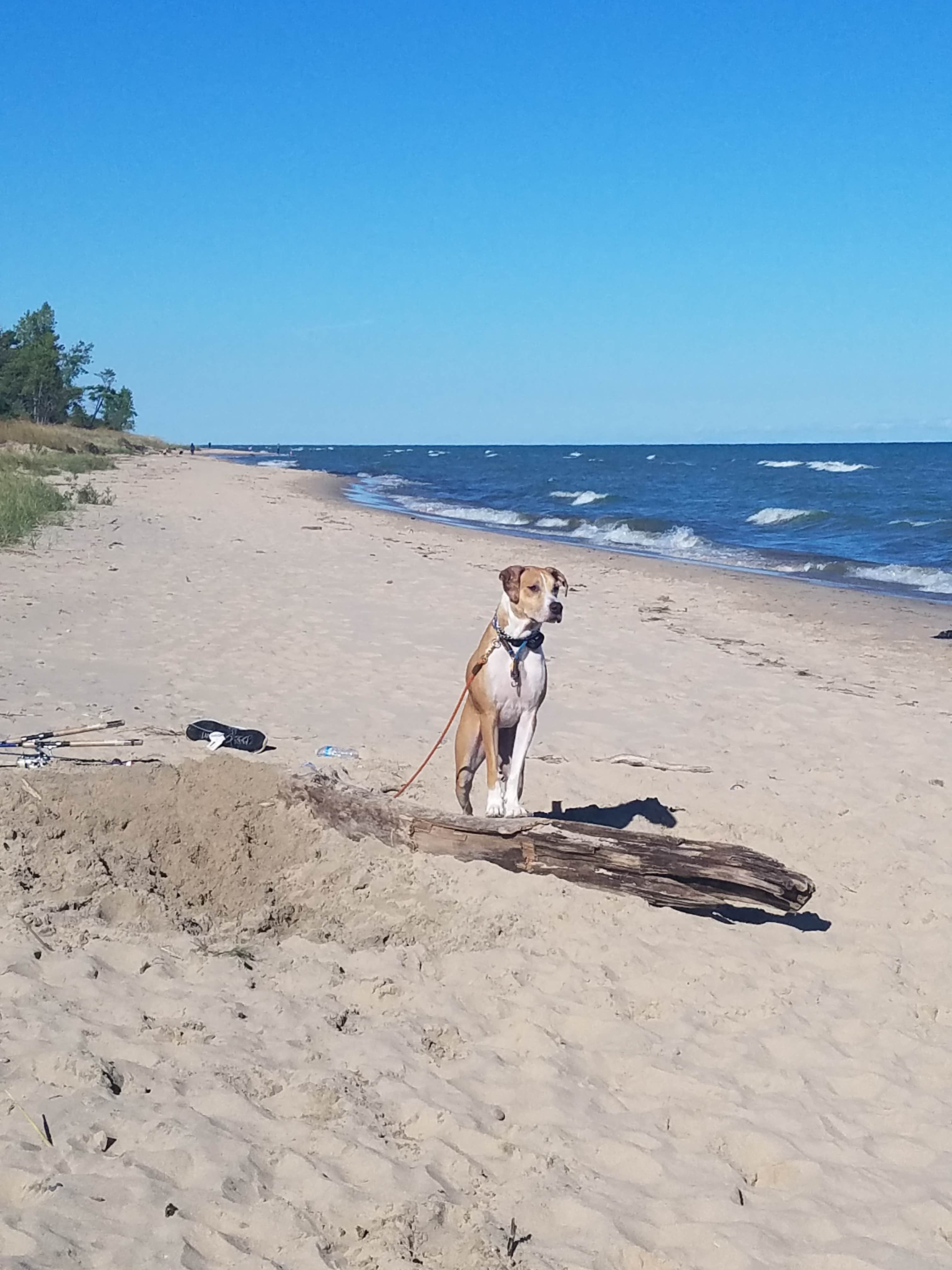 Maaya Y.'s photo of camping with pets at Kohler-Andrae State Park near Two Rivers, WI