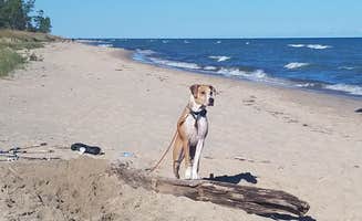 Maaya Y.'s photo of camping with pets at Kohler-Andrae State Park near Maribel, WI