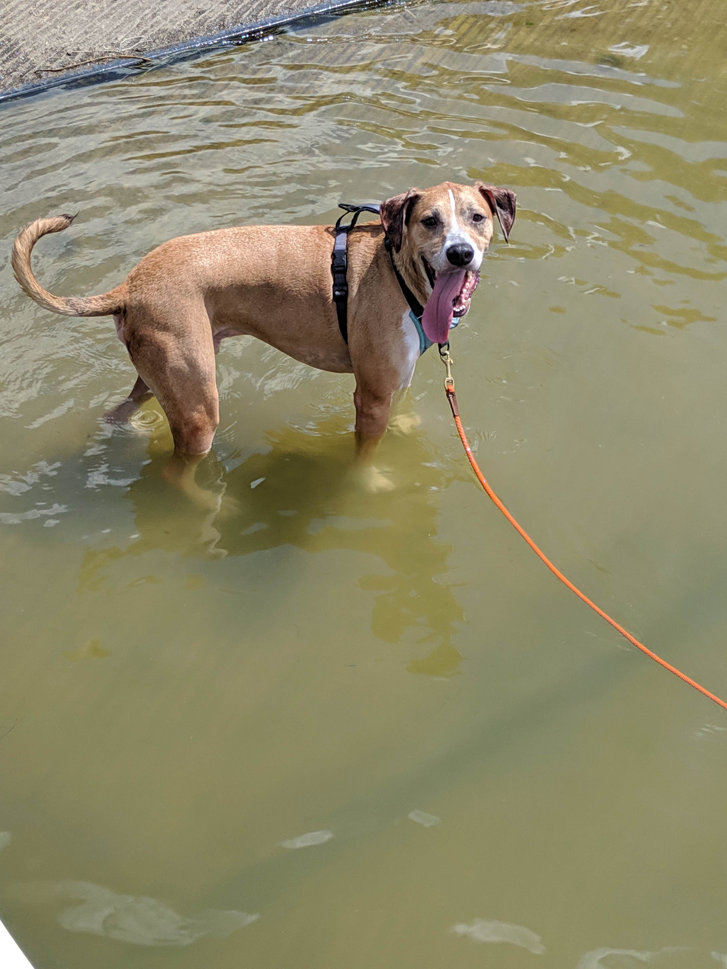 Maaya Y.'s photo of camping with pets at Kettle Moraine Southern Unit — Kettle Moraine State Forest-Southern Unit near Wauwatosa, WI