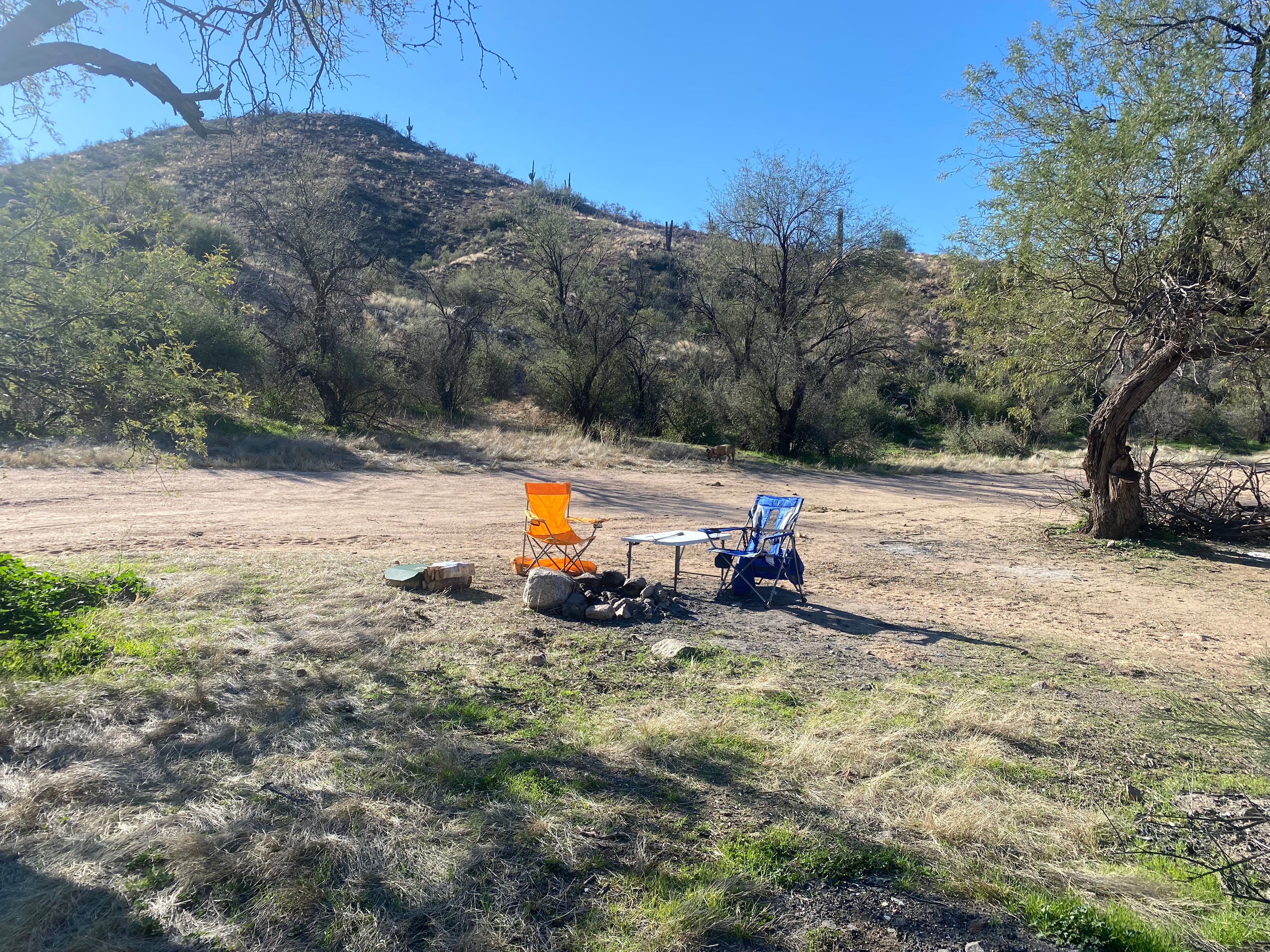 Camper submitted image from Sycamore Creek Recreation Area - 5
