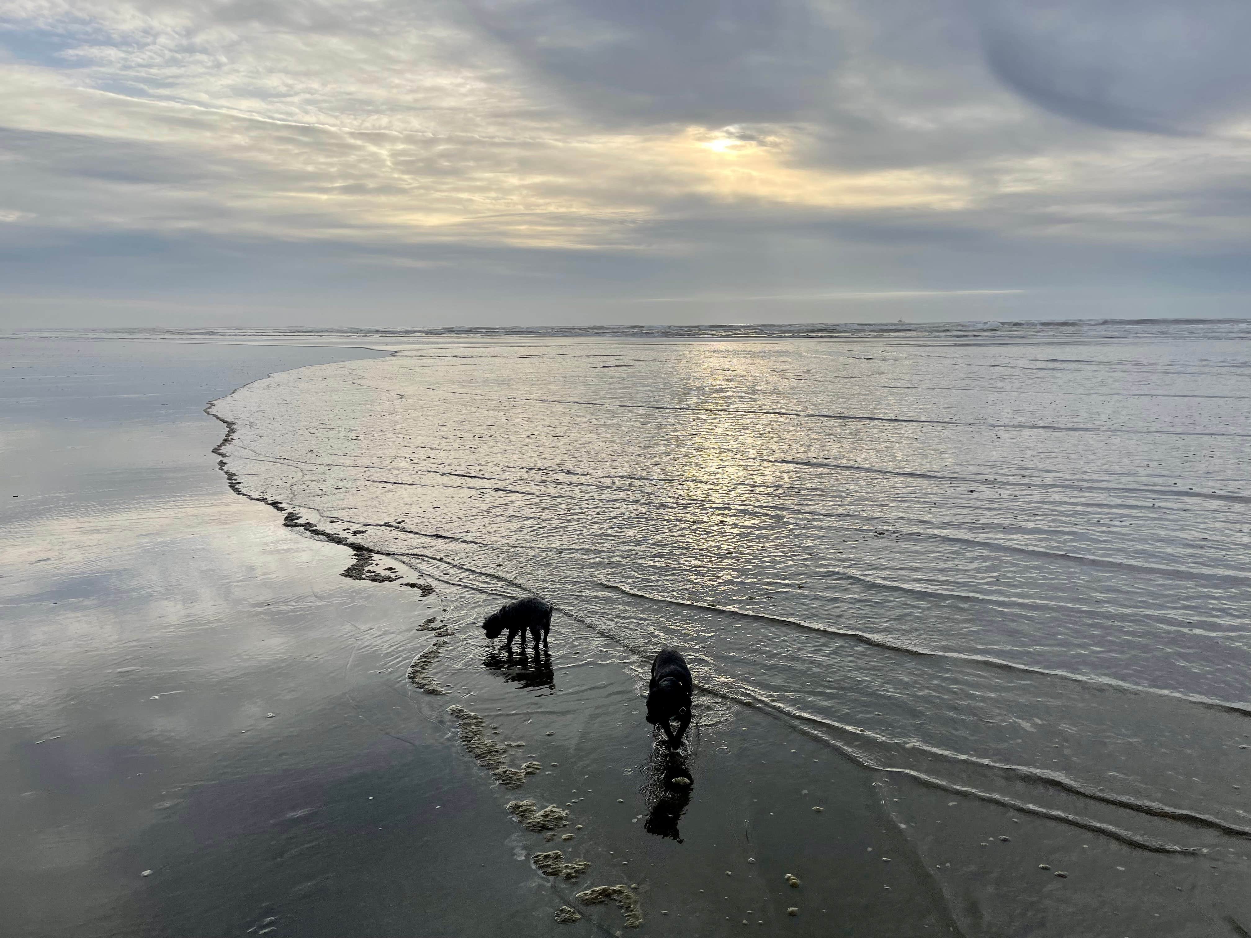 L & J L.'s photo of camping with pets at Ocean City State Park Campground near Raymond, WA