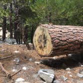 Review photo of San Gorgonio Summit Camp by Katarina A., July 9, 2018