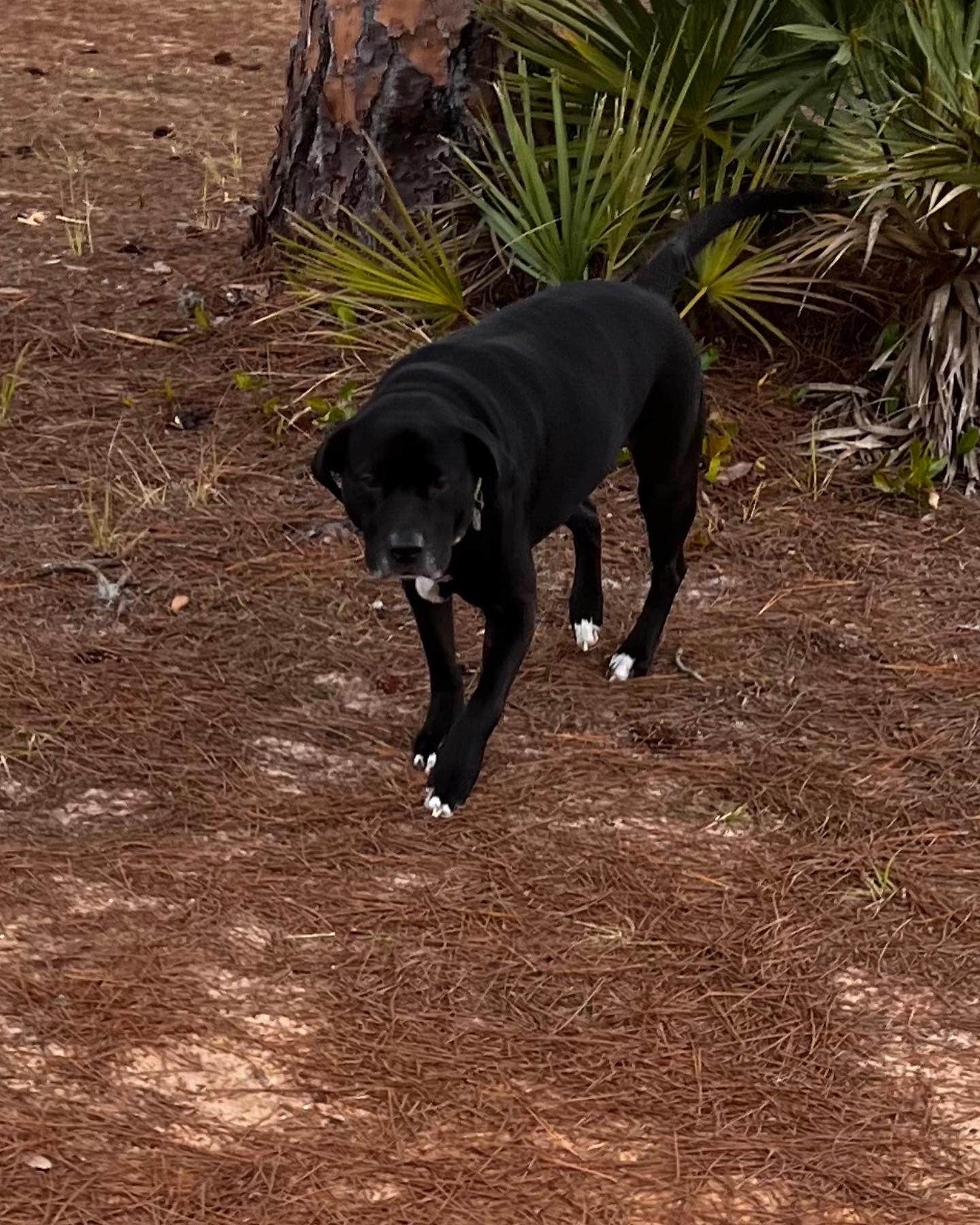 Kristina B.'s photo of camping with pets at Highlands Hammock State Park Campground near Lakeshore, FL