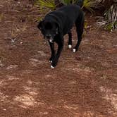 Review photo of Highlands Hammock State Park by Kristina B., January 31, 2022