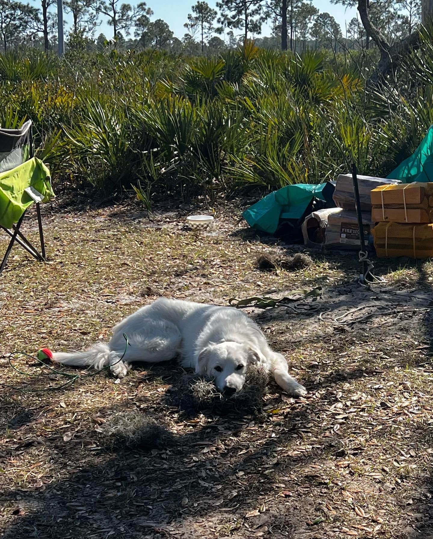Kristina B.'s photo of tent camping at Highlands Hammock State Park Campground near Wimauma, FL