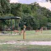 Review photo of North Area Primitive Site — Colorado Bend State Park by Randy P., January 31, 2022