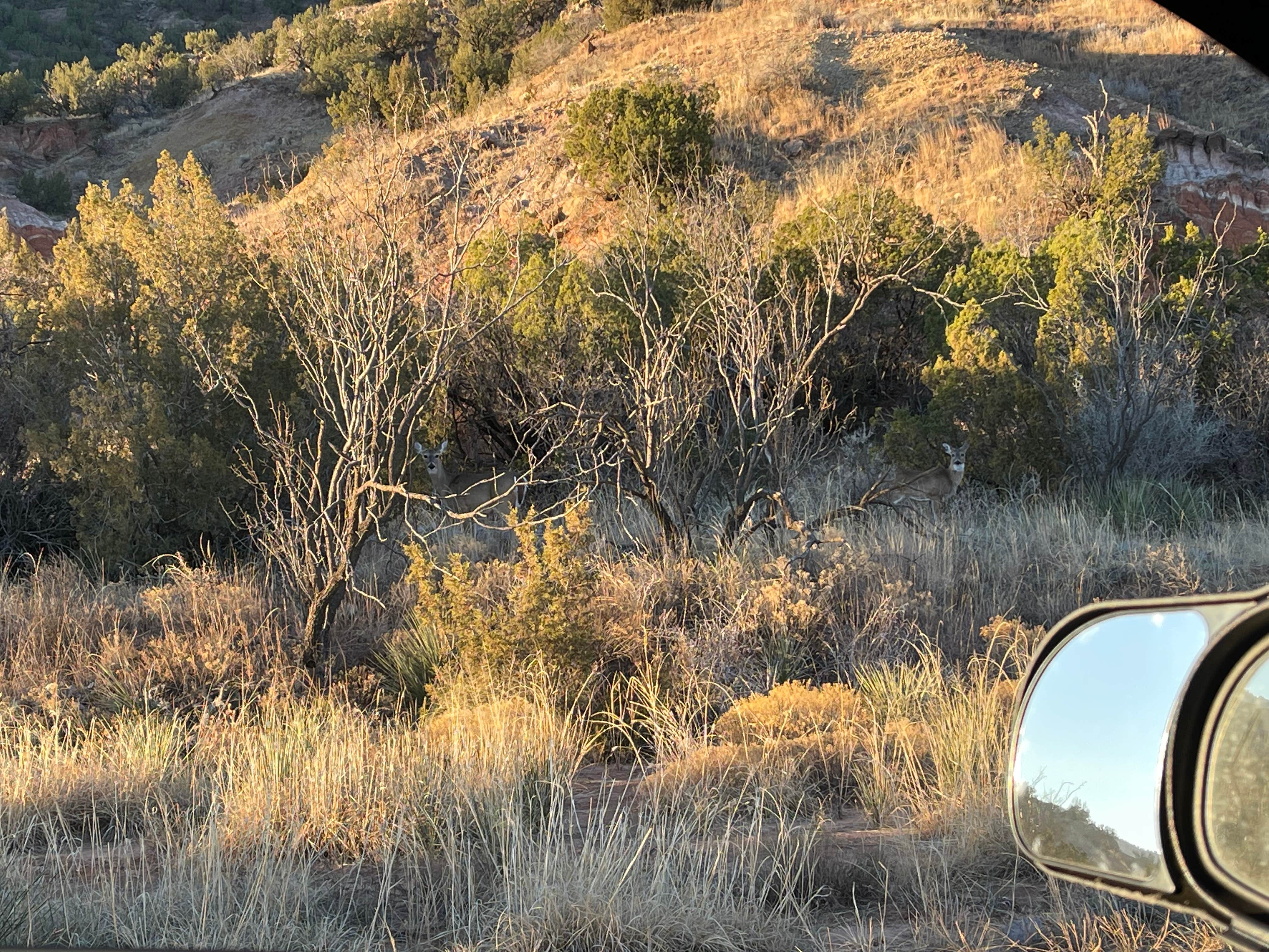Sadie B.'s photo at Mesquite Campground — Palo Duro Canyon State Park near McClellan Creek National Grassland
