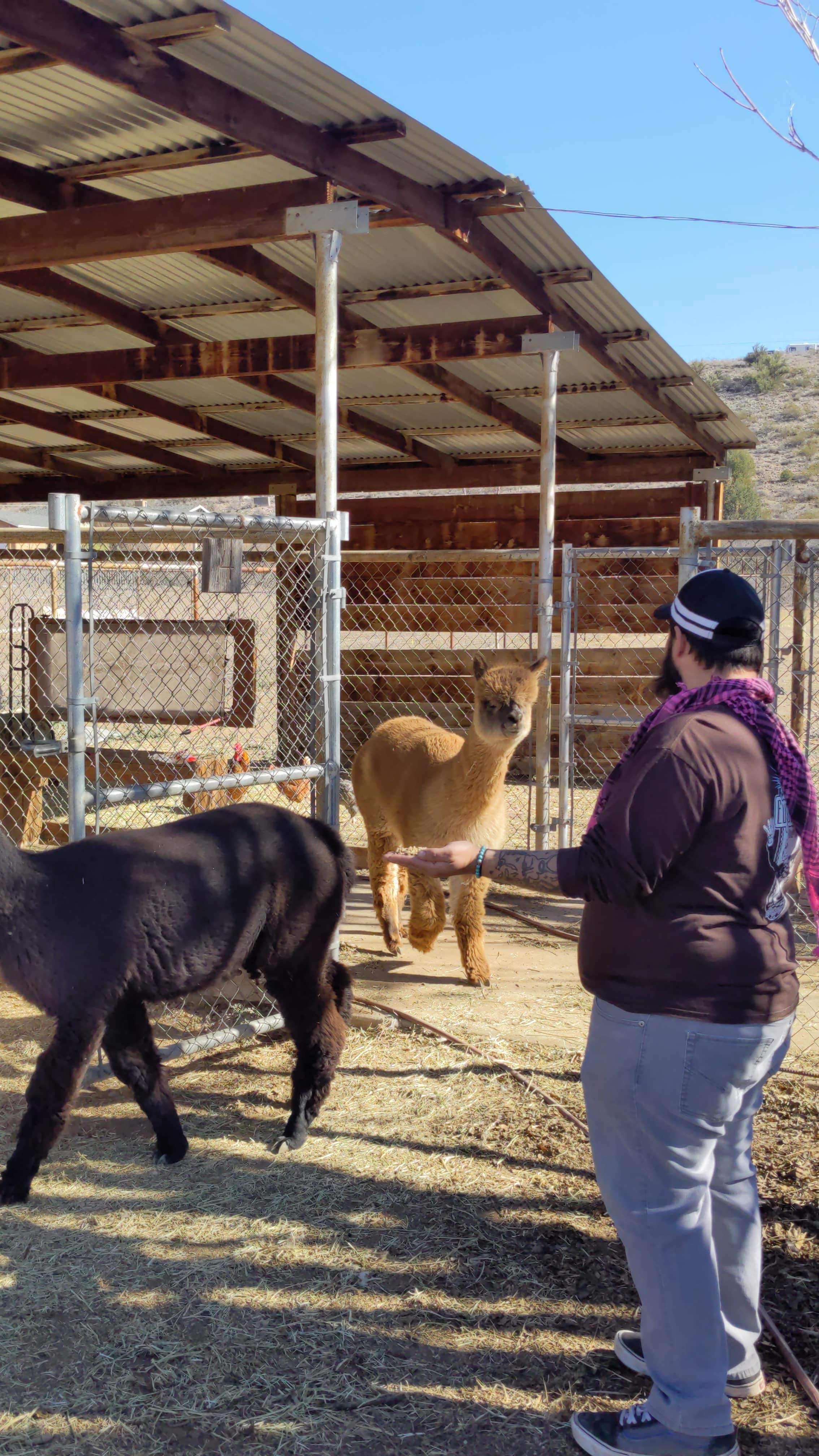 Andrew B.'s photo of camping with pets at Beaver Creek Oasis near Camp Verde, AZ
