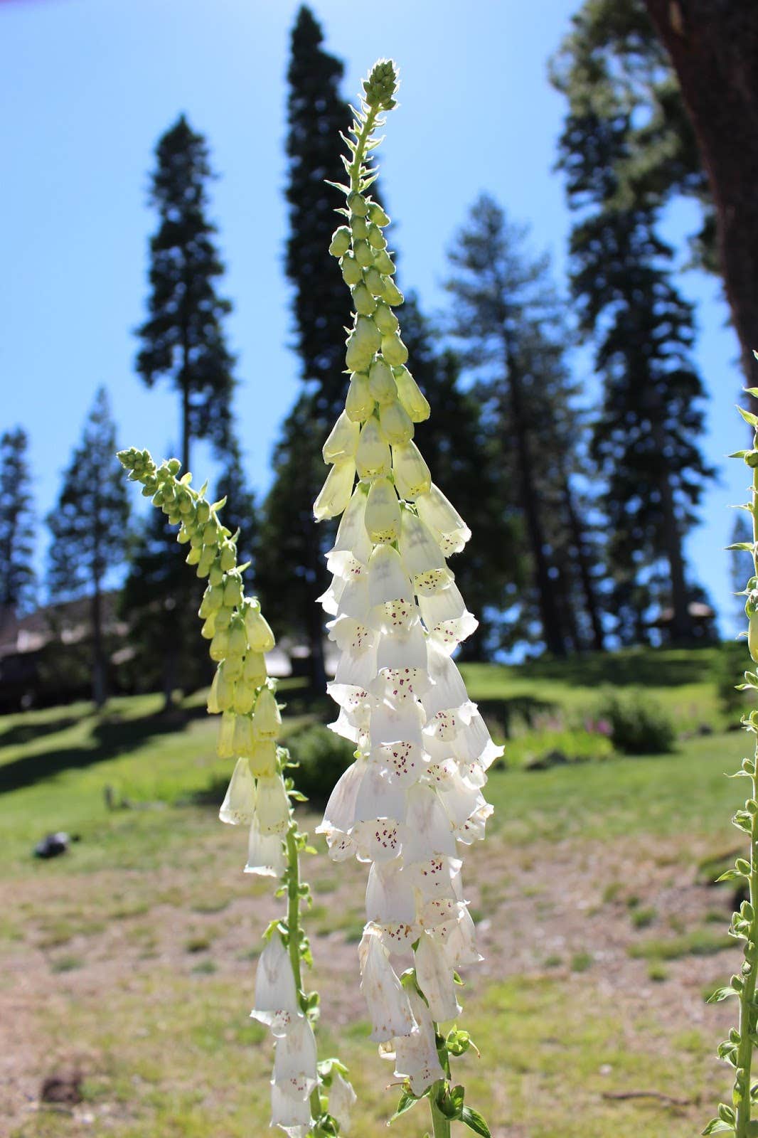 Camper-submitted photo at General Creek Campground — Sugar Pine Point State Park near Tahoe City, CA