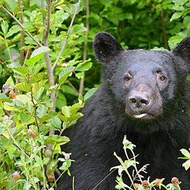 black bears commonly seen in town