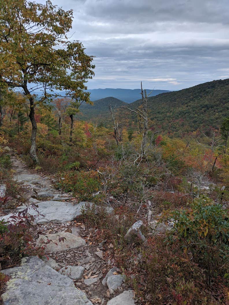 Camper submitted image from Veach Gap - GWNF - Backpacking Site - 3