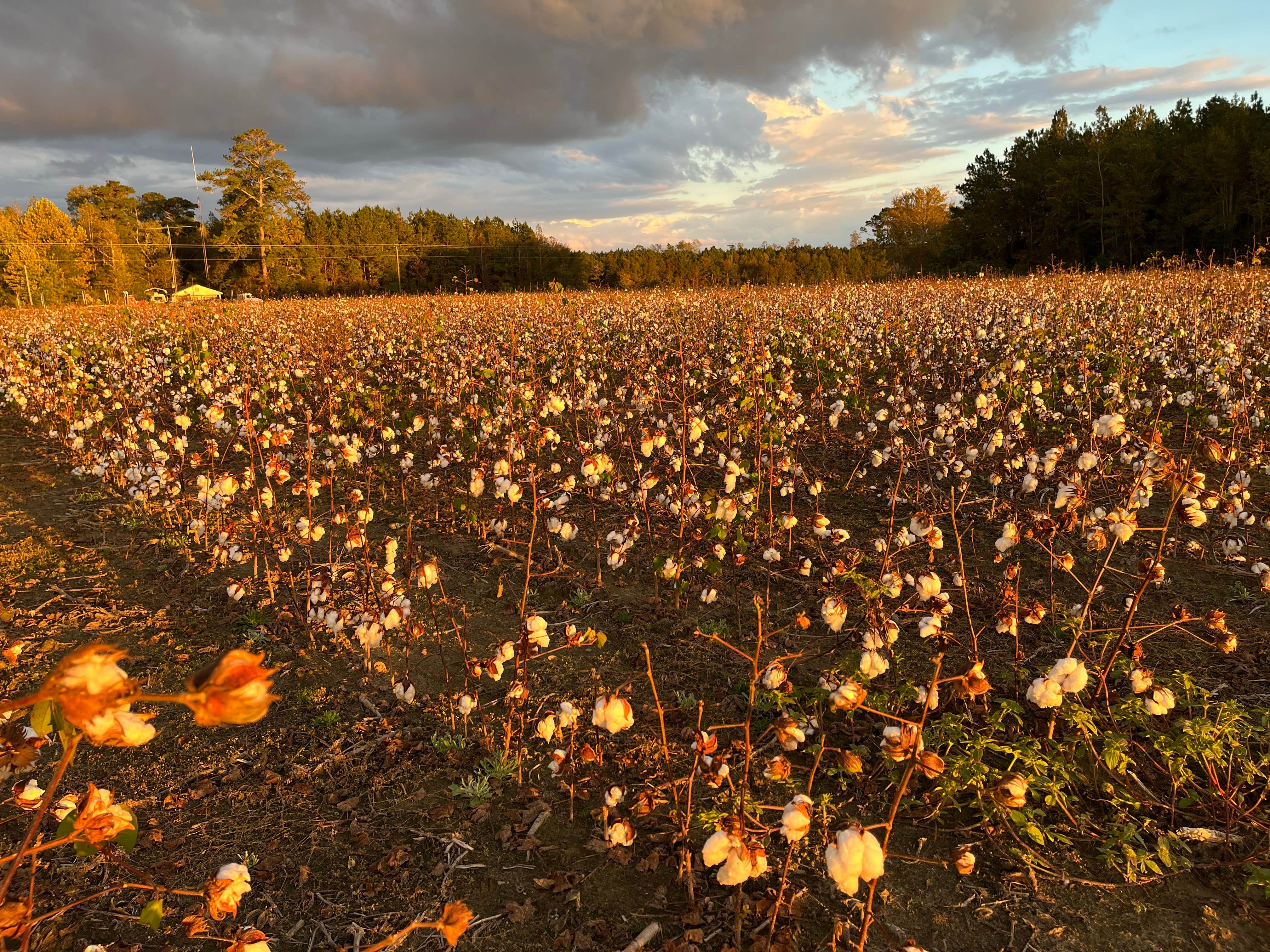 Camper-submitted photo at Farm Country Campground near Tarboro, NC