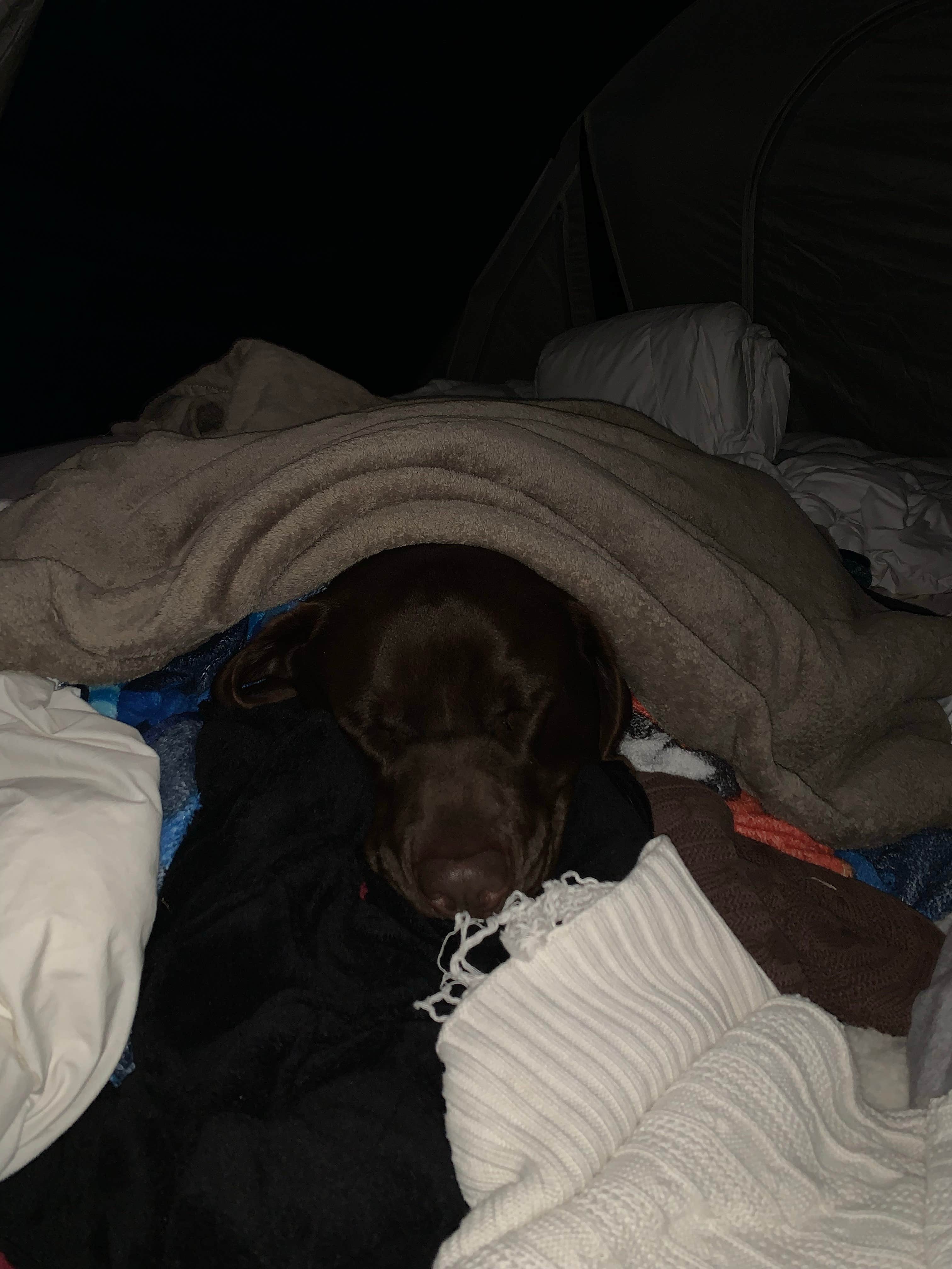 Gladys L.'s photo of glamping accommodations at Peace River Campground near St. James City, FL