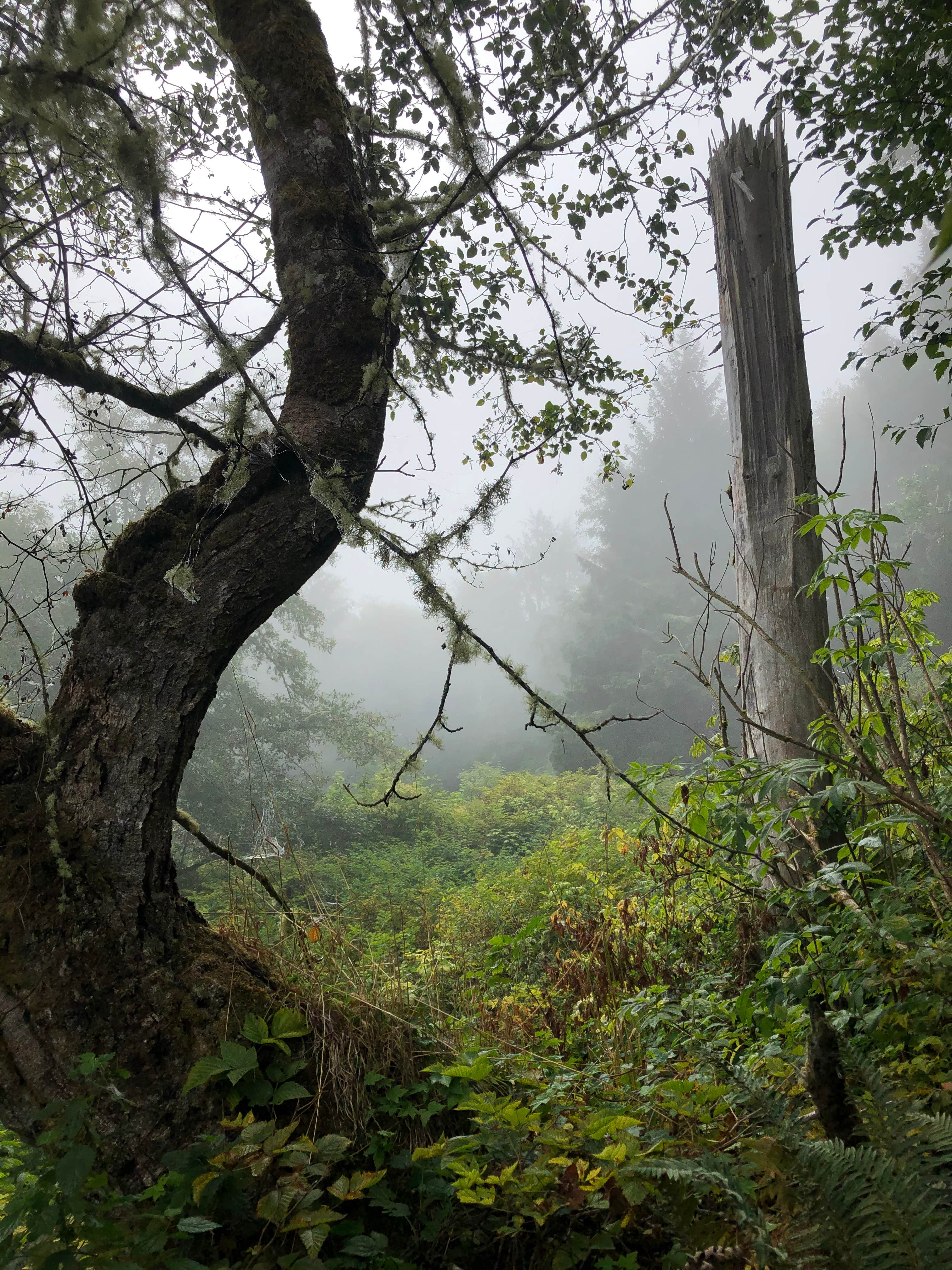 Camper-submitted photo at PRSRV Surf - Twin Beach near Sekiu, WA