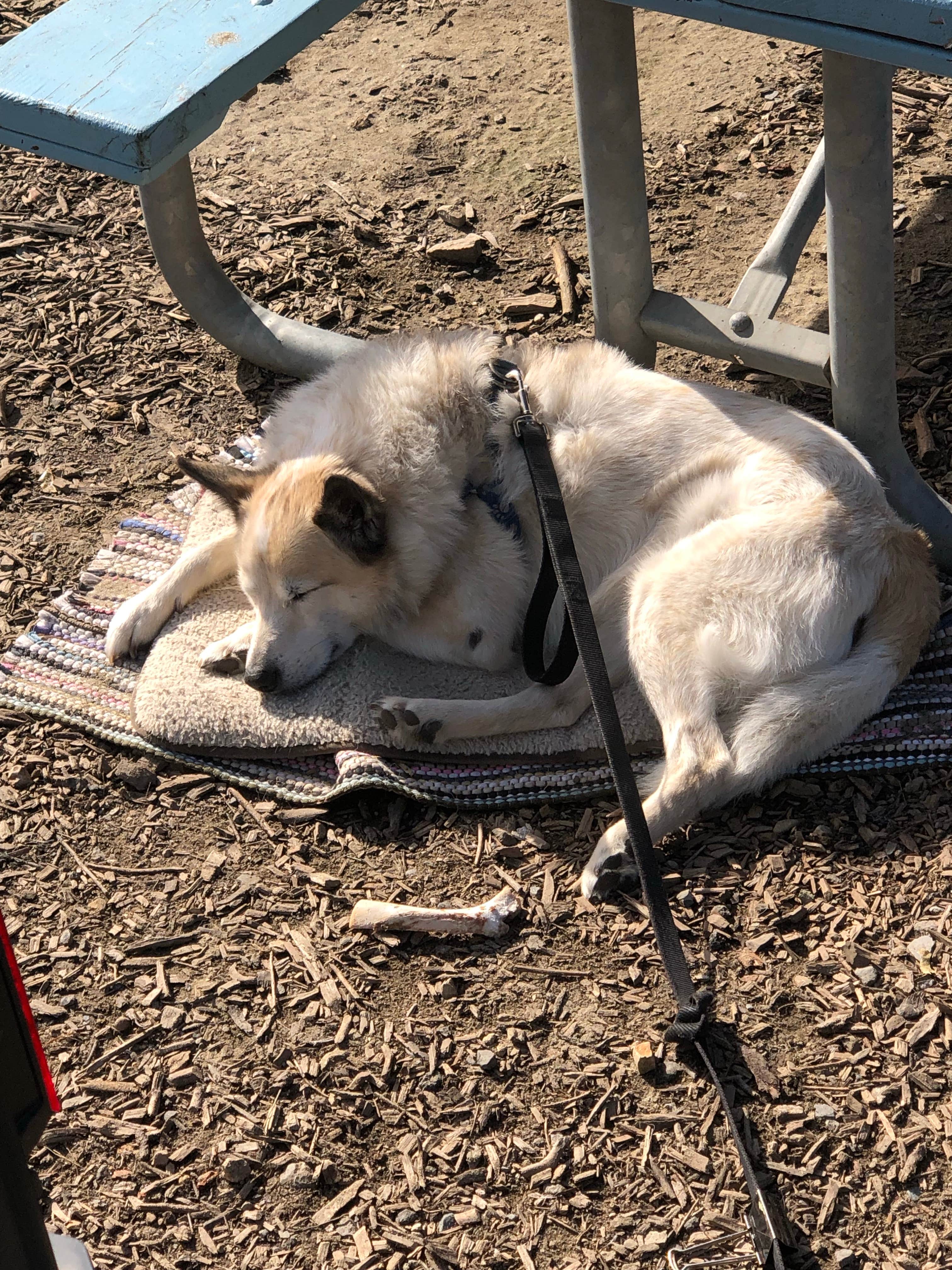 Joseph R.'s photo of camping with pets at Lawson's Landing near Fulton, CA