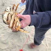 crabs caught just around the corner