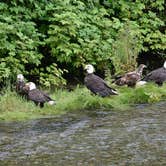 Review photo of Eagle Shadow Campground by Deanna C., July 9, 2018