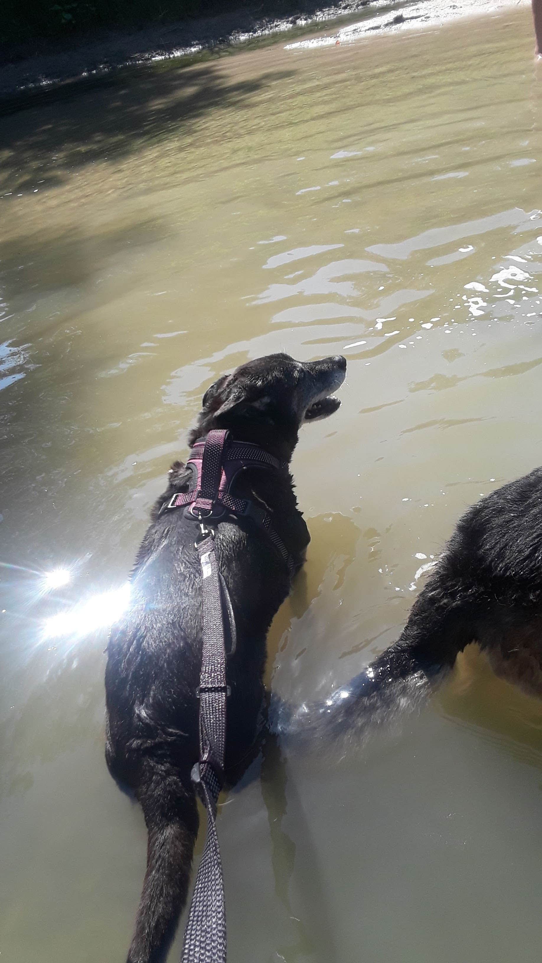 Duane S.'s photo of camping with pets at Dinosaur Valley State Park Campground near Crowley, TX