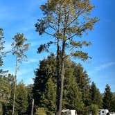 Review photo of Olema Campground by Cameen H., February 4, 2022