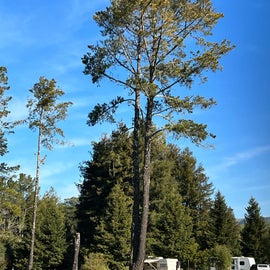Tall trees!