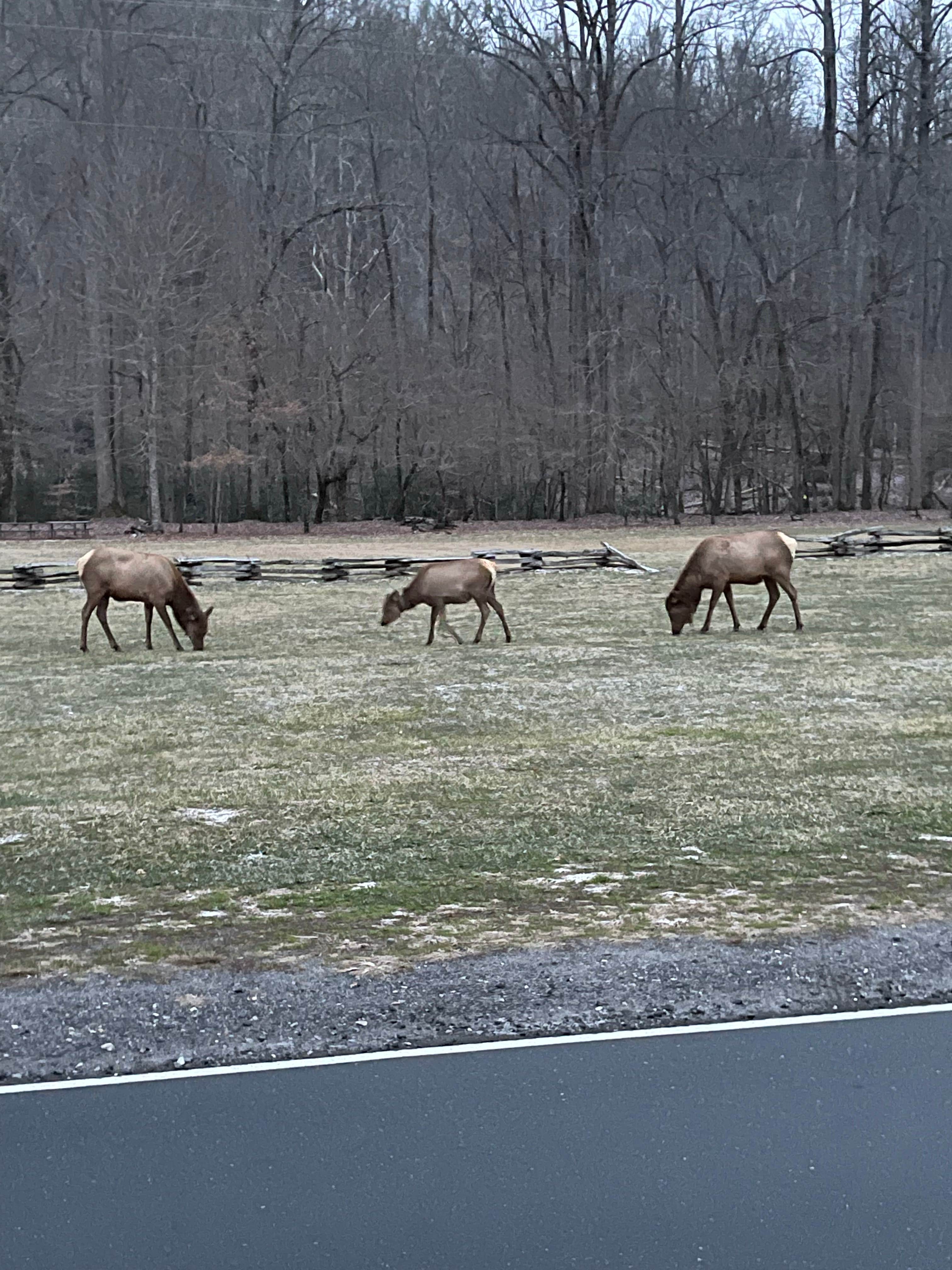 Randall B.'s photo of camping with a horse at Cherokee-Great Smokies KOA near Pisgah Forest, NC