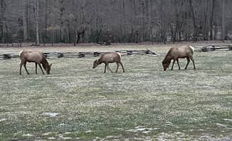 Randall B.'s photo of camping with a horse at Cherokee-Great Smokies KOA near Marble, NC