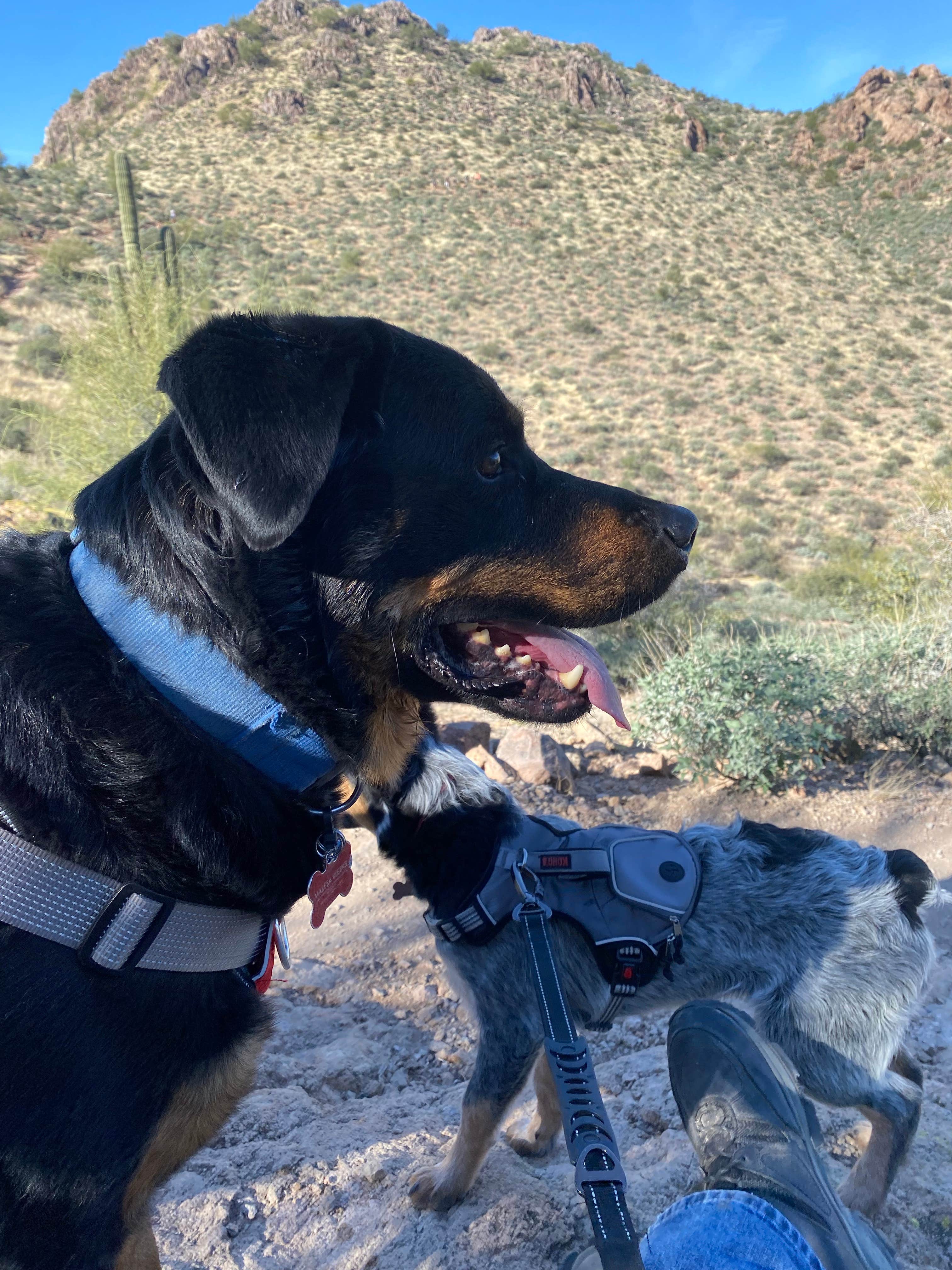 Chris P.'s photo of camping with pets at Peralta Canyon / Gold Canyon Dispersed Camping - PERMANENTLY CLOSED near Tempe, AZ