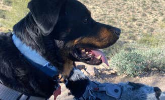 Chris P.'s photo of camping with pets at Peralta Canyon / Gold Canyon Dispersed Camping - PERMANENTLY CLOSED near Kearny, AZ