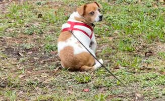Robin S.'s photo of camping with pets at Lake Waldena Resort near Ocala National Forest