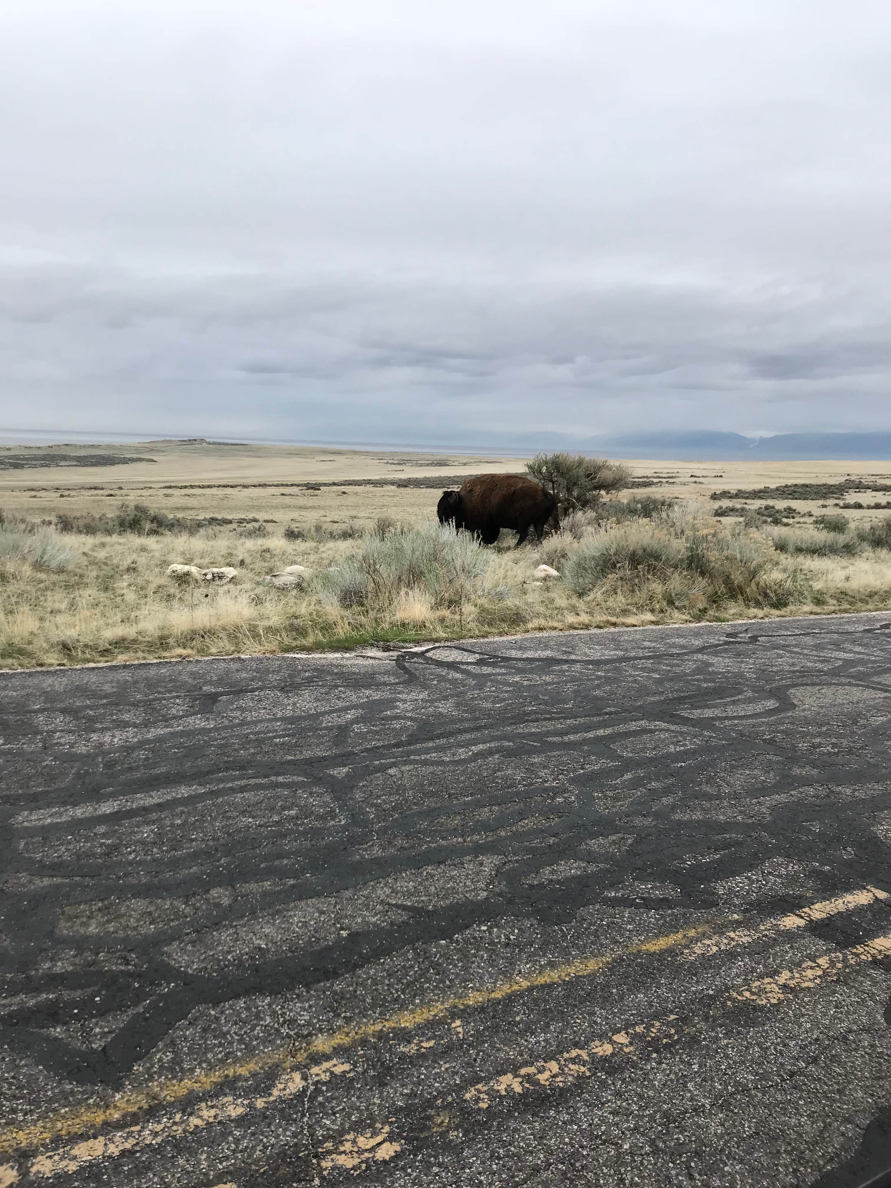 Camper-submitted photo at Ladyfinger Campground — Antelope Island State Park near Centerville, UT
