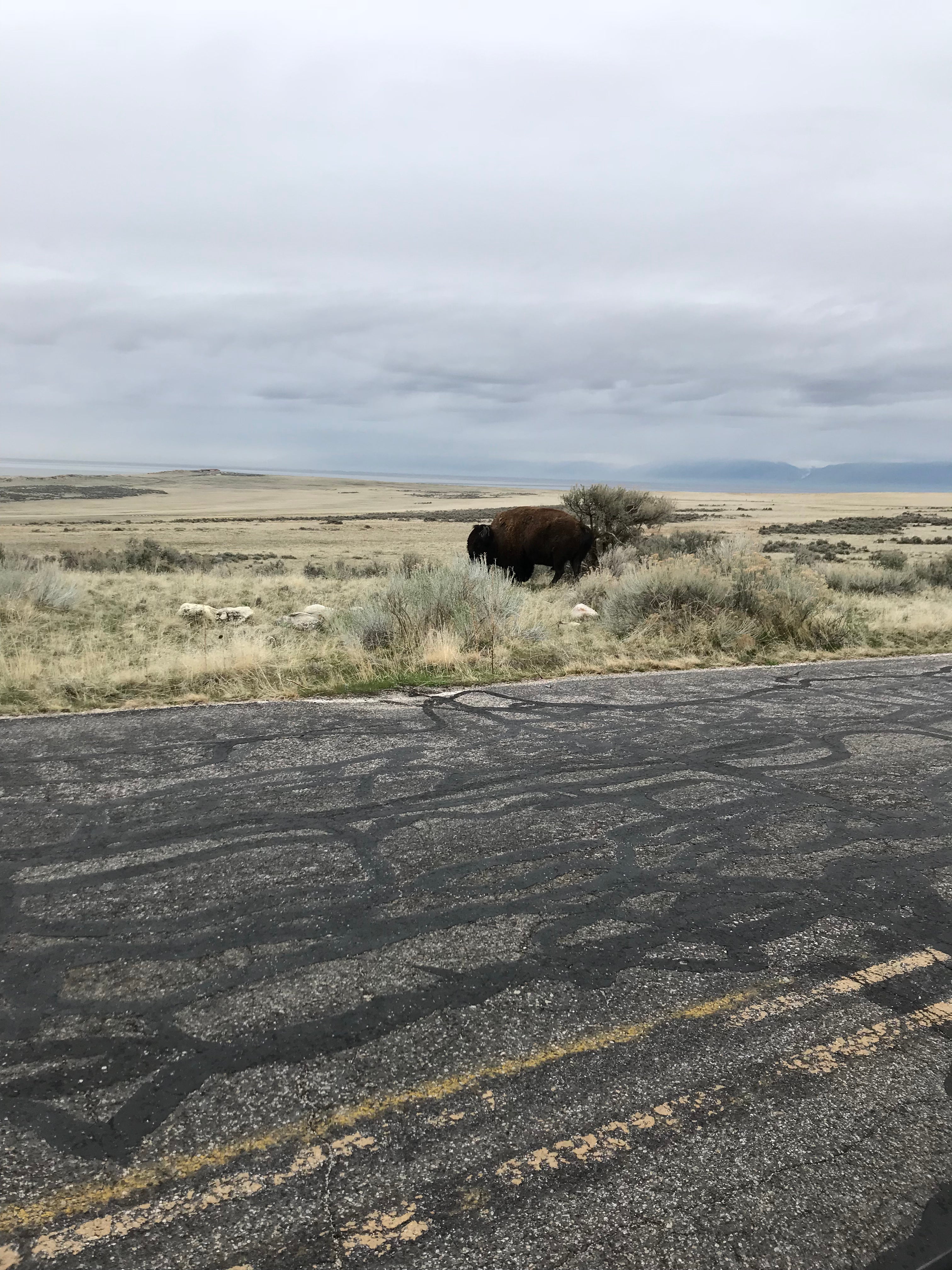 Camper submitted image from Ladyfinger Campground — Antelope Island State Park - 4