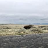 Review photo of Ladyfinger Campground — Antelope Island State Park by Mackenzie H., July 9, 2018