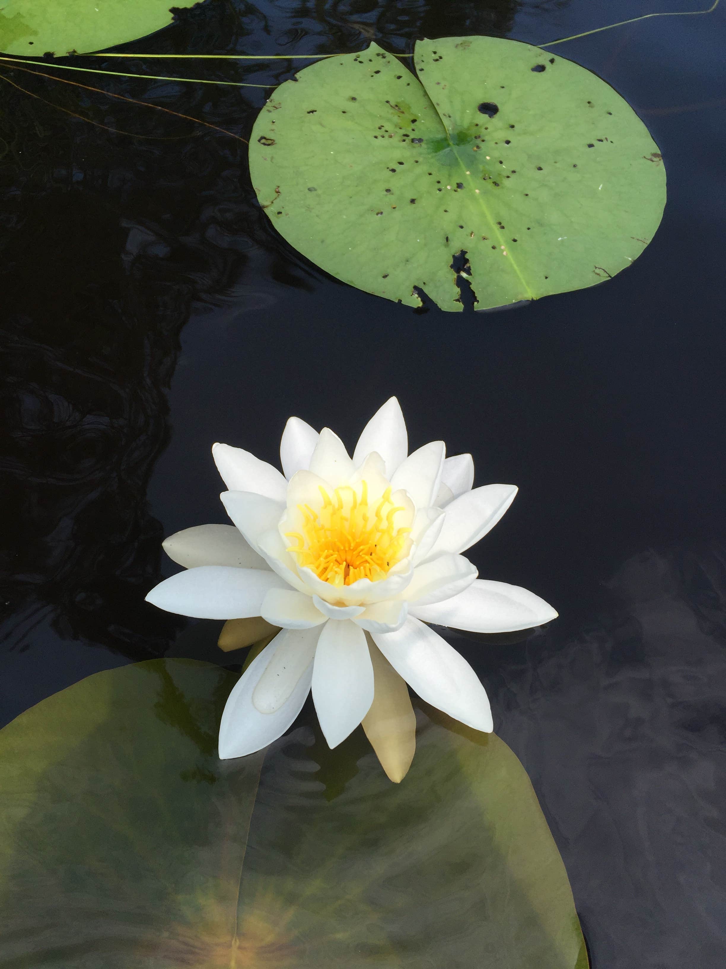 Camper-submitted photo at Big Bay State Park Campground near Cornucopia, WI