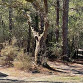 Review photo of Blackwater River State Park Campground by Nicholas S., February 7, 2022