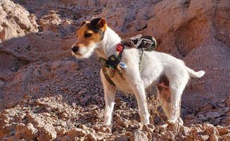 Wendie K.'s photo of camping with pets at Hot Well Dunes Recreation Area near Portal, AZ